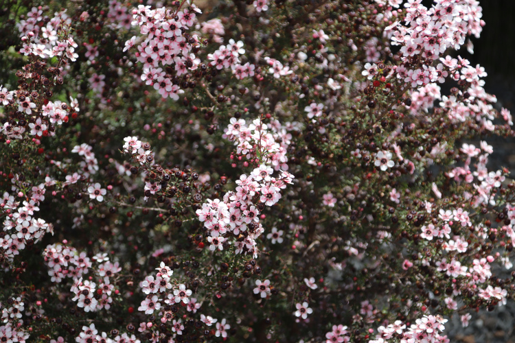 A bush of pink manuka flowers