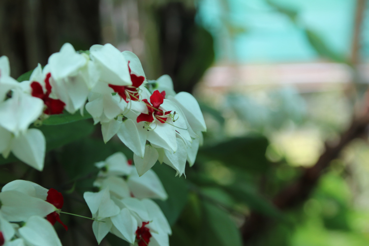 White flowers in a begonia house