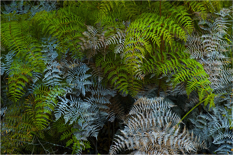 Fern leaves on Rangitoto Island